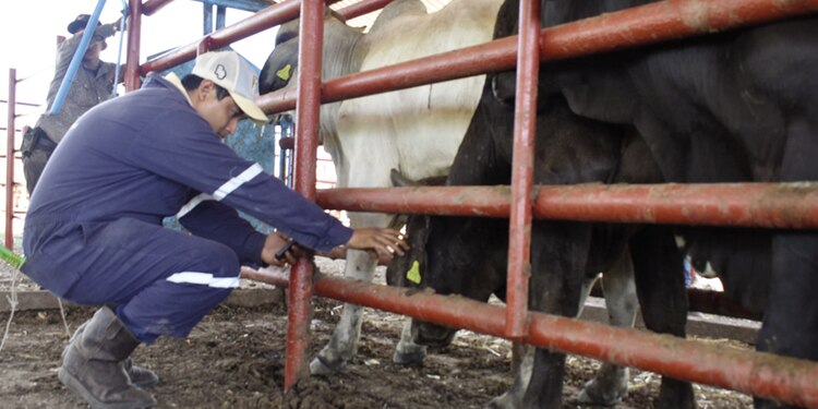 Inspección de ganado para detectar gusano barrenador.