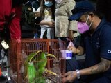 Protección Animal rescata a seis tucanes esmeralda en Querétaro.