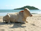 Un hombre en India demandó a sus vacas porque no daban leche
