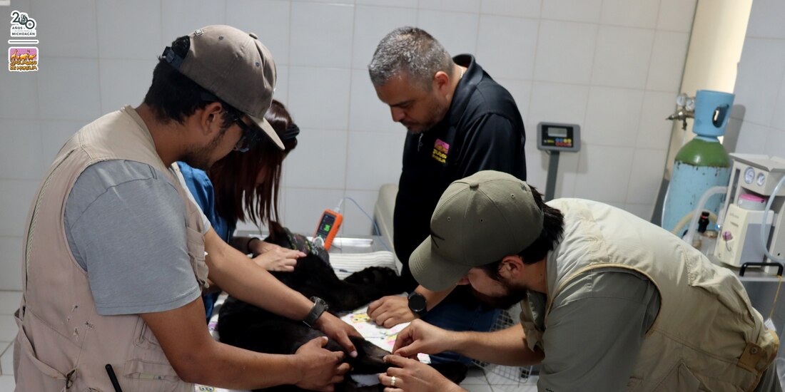 La jaguar melánico presenta neumonía y gastroenteritis debido al agua contaminada.