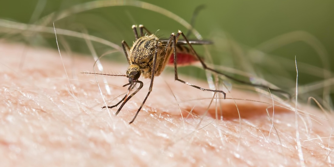 Malaria se transmite a través de la picadura de la hembra del mosquito.