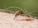 Malaria se transmite a través de la picadura de la hembra del mosquito.