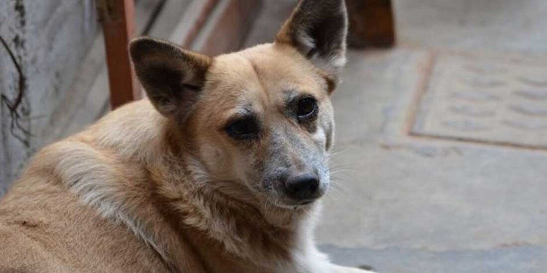 En la imagen, un perro, el mejor amigo del hombre