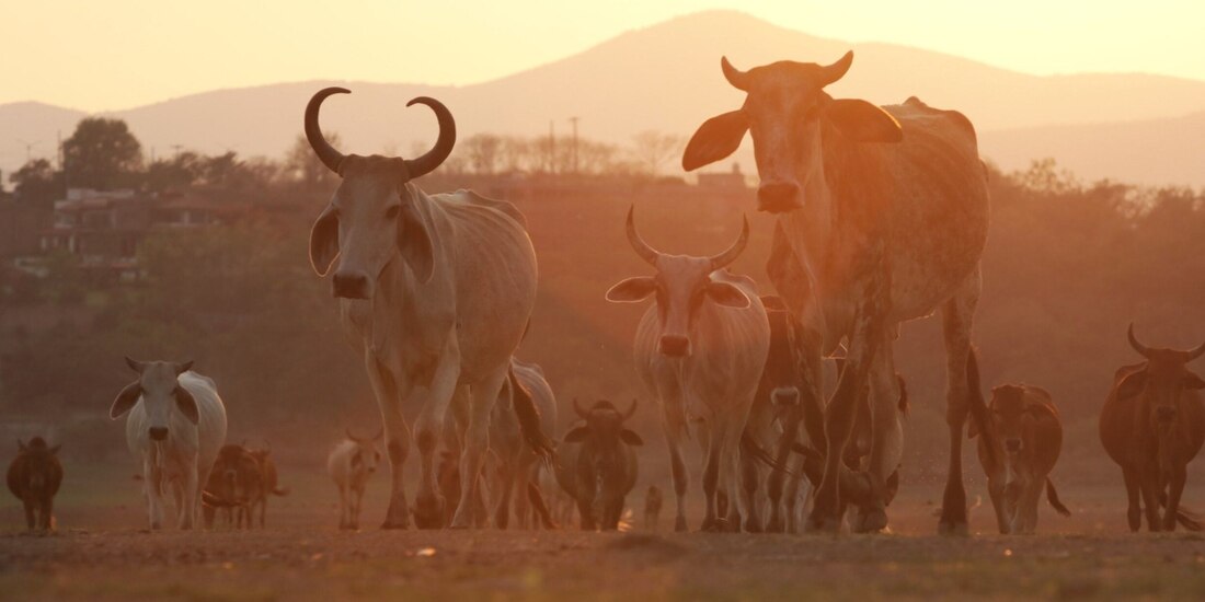 Ganado vacuno en Miacatlán, Morelos, el pasado 19 de mayo.