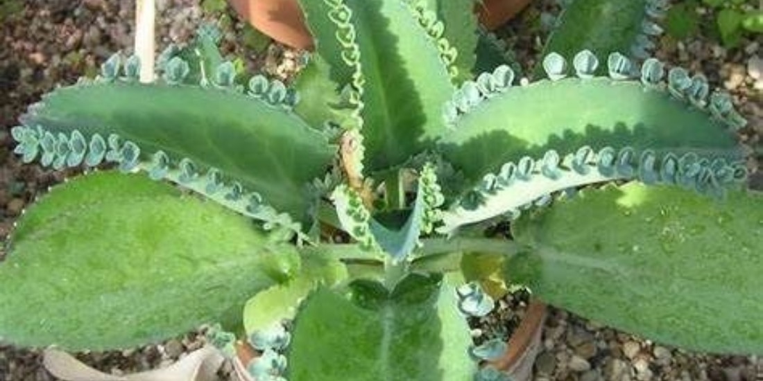 ¿Para qué sirve la planta ‘Mala Madre’?