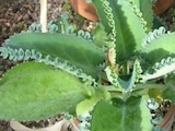 ¿Para qué sirve la planta ‘Mala Madre’?