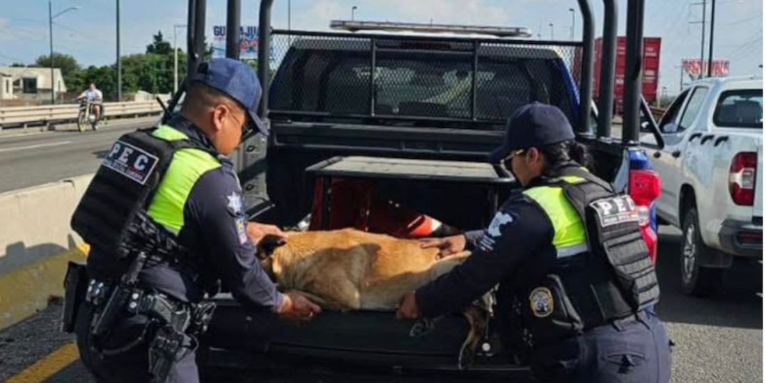 Elementos policiales de Guanajuato en asistencia y operación de seguridad.