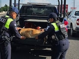 Elementos policiales de Guanajuato en asistencia y operación de seguridad.