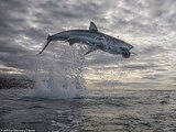 Salto de un tiburón blanco