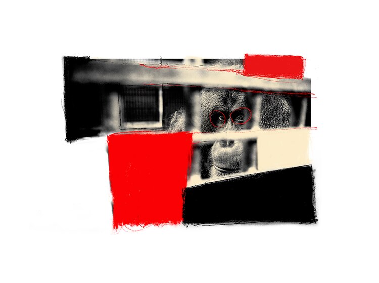 De la serie Jaulas-Orangután, de Patricio Robles Gil.