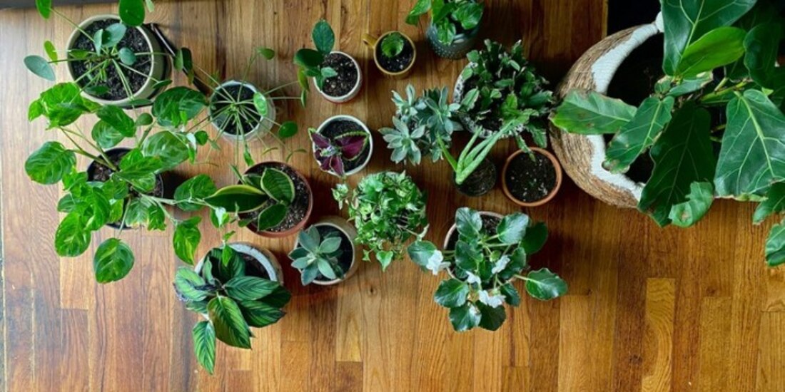 Tener esta planta en la CDMX puede suponer multas.