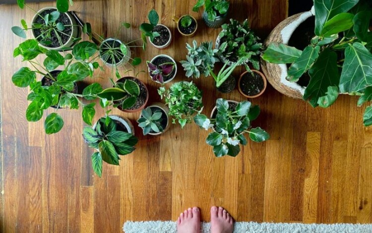 Tener esta planta en la CDMX puede suponer multas.