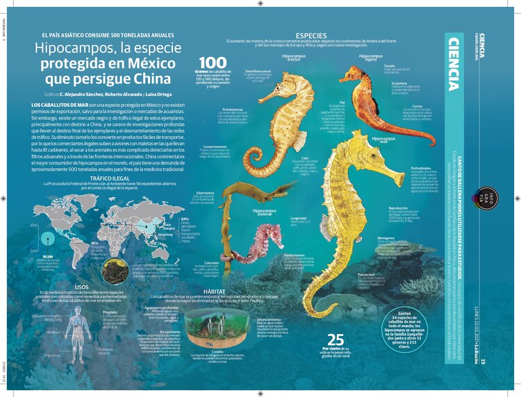 Hipocampos, la especie protegida en México que persigue China