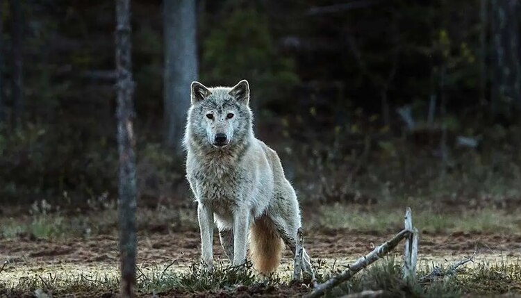 Imagen de una Lobo