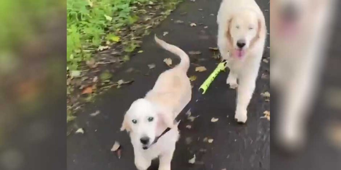 Así ayuda este lomito a su amigo ciego