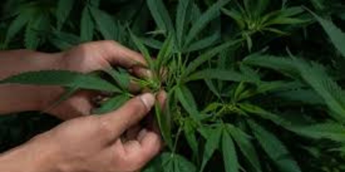 NY, estado 15 que legaliza uso lúdico de cannabis en EU