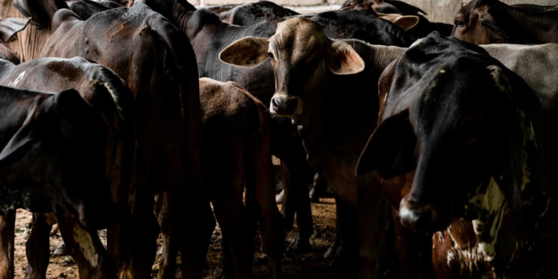 Temperaturas altas complican
contener al gusano barrenador