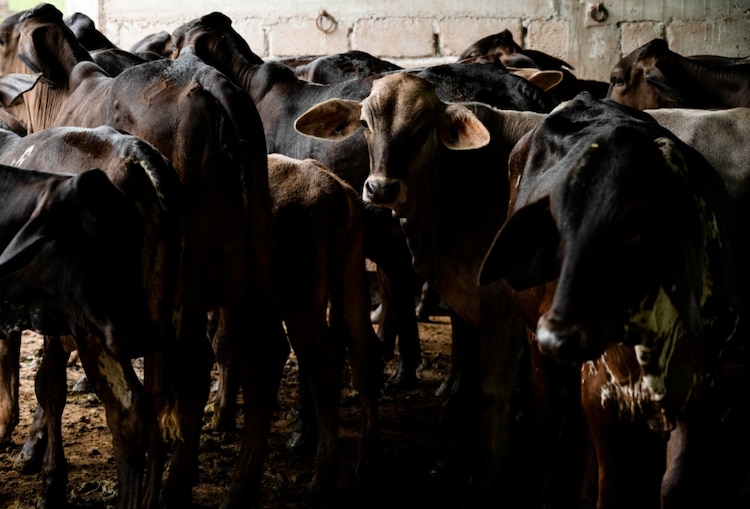 Ganado en imagen ilustrativa