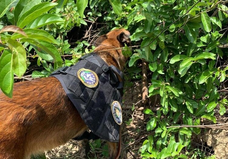 Por el paso del huracán "Otis" en Guerrero, aún hay 58 personas desaparecidas en Acapulco y los demás municipios declarados zona de desastre.