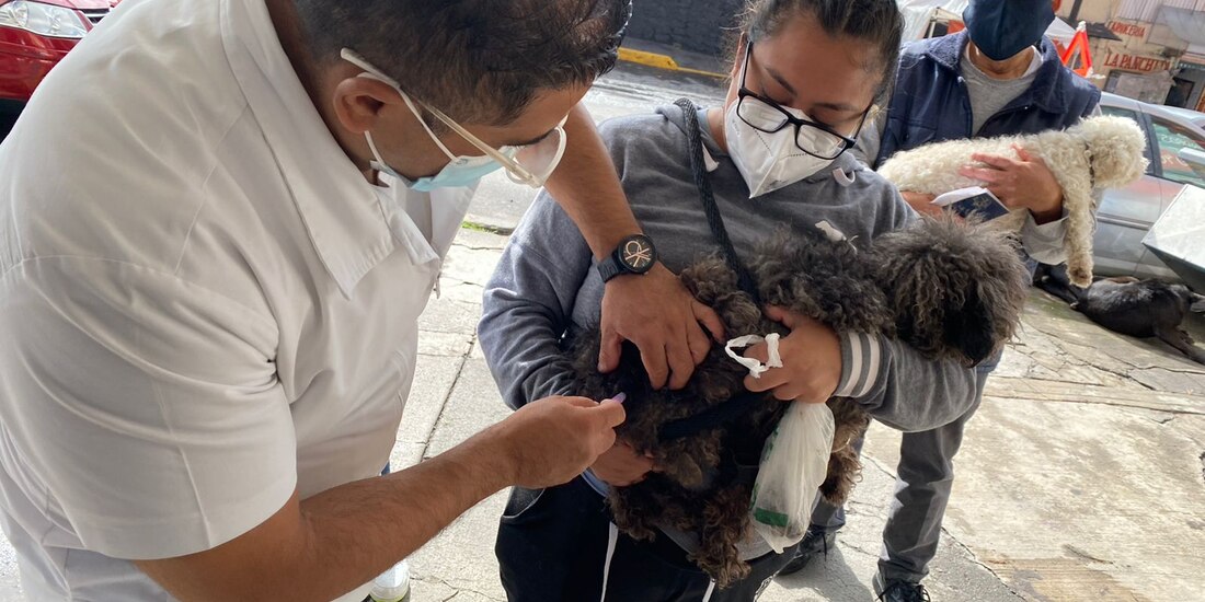 Si tienes un cachorrito, debes saber que tiene que vacunarse contra la rabia desde el primer mes de vida.