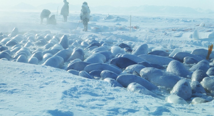 “Operación Beluja” logró liberar a las ballenas atrapadas en hielos en el mar de Bering