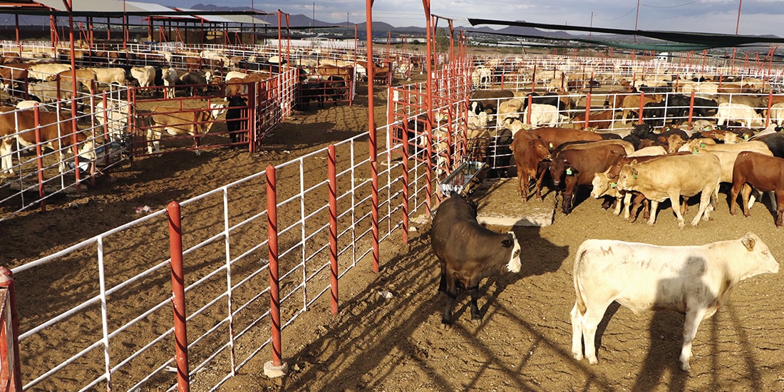EU pausa exportación de animales vivos a México