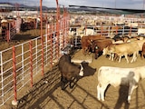 EU pausa exportación de animales vivos a México