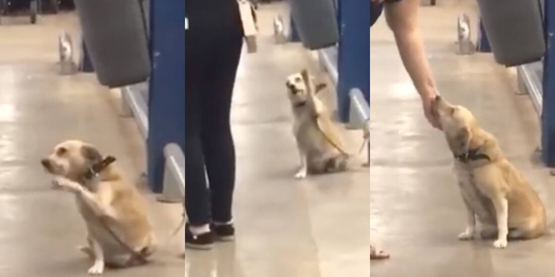 Un perrito que saluda a los compradores que salen del supermercado causó furor en redes