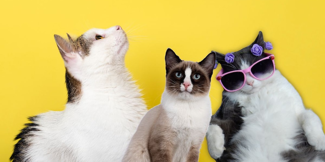 ¡El Día del Gato se celebra tres veces al año! Te contamos por qué.