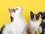 ¡El Día del Gato se celebra tres veces al año! Te contamos por qué.