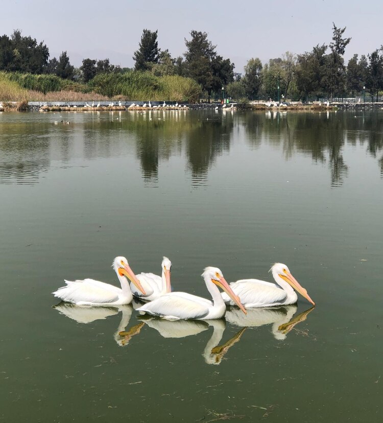 Las aves arriban al segundo humedal artificial del bosque.
