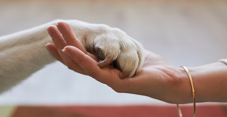 Animales de compañía