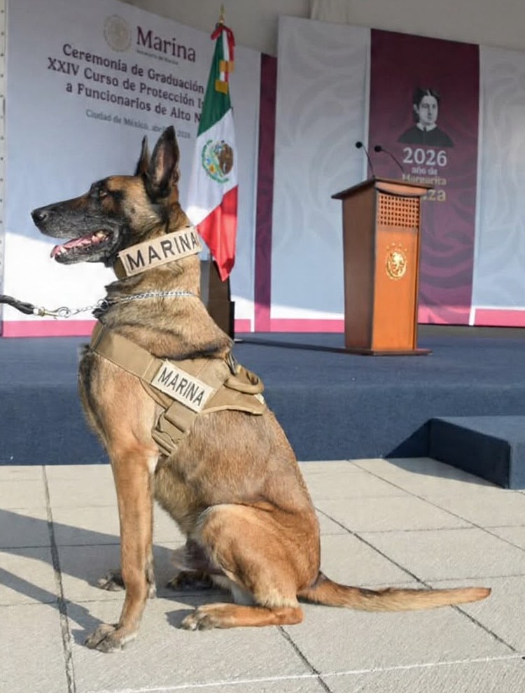 Equipados con gafas, botas y arneses, los perros de la Armada de México intervienen en escenarios de emergencia para apoyar las labores de auxilio y protección civil.