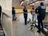 Sacan del Metro CDMX a perritos de asistencia para personas con discapacidad (VIDEO).