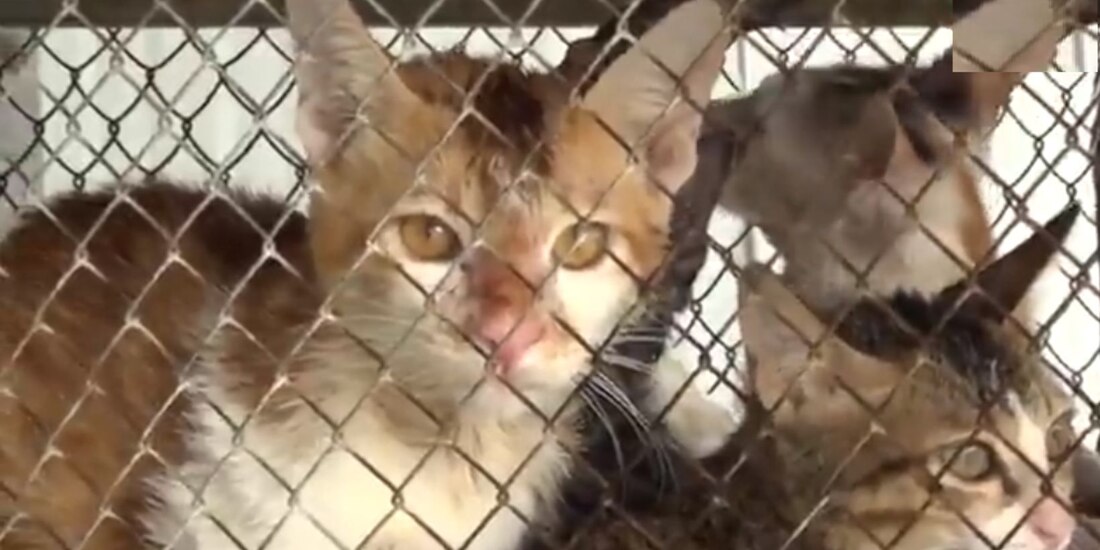 Hallan 2 mil gatitos muertos en un matadero de ganado en Vietnam; iban a usarlos para remedios medicinales