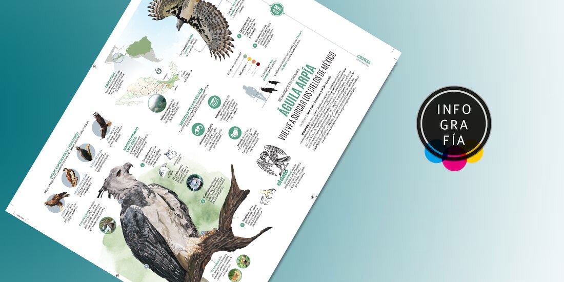 Águila arpía vuelve a surcar los cielos de México