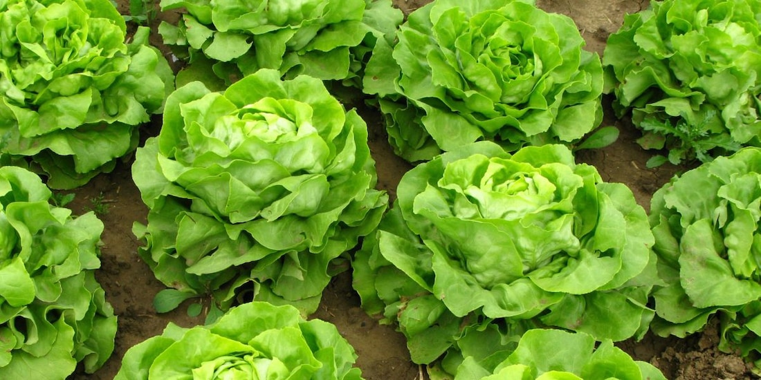 Cofepris aclara hallazgos de FDA sobre lechuga mexicana
