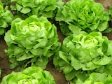 Cofepris aclara hallazgos de FDA sobre lechuga mexicana