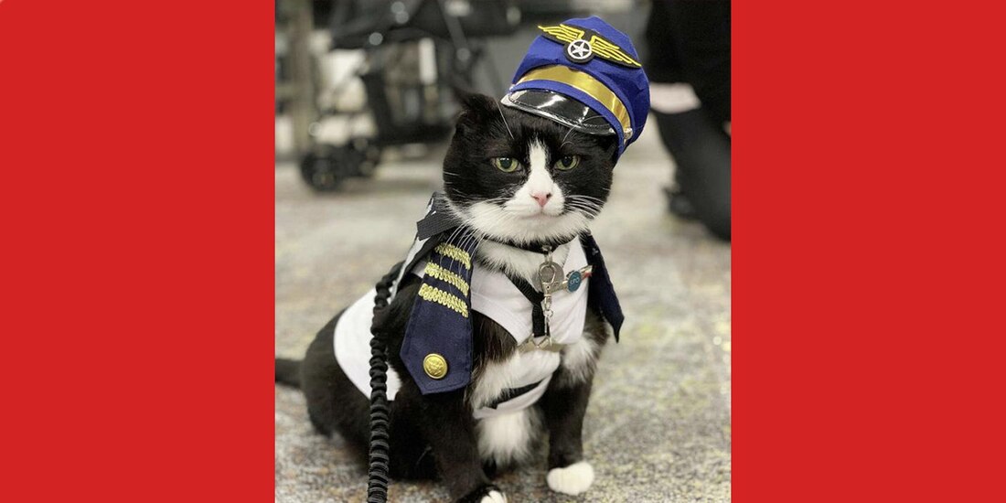 El minino fue rescatado de las calles de San Francisco y certificado por la Sociedad de San Francisco para la Prevención de la Crueldad hacia los Animales (SPCA, por sus siglas en inglés).