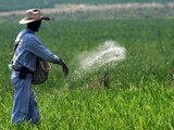 Campesino arroja fertilizante a las plantas de arroz en sembradío