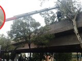 Por intensas lluvias cae un árbol sobre las vías de la Línea 4 del Metro.
