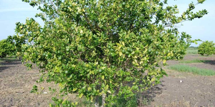 La Secretaría de Agricultura señaló que trabaja en coordinación con las autoridades competentes para revisar los márgenes de intermediación en la comercialización del cítrico.