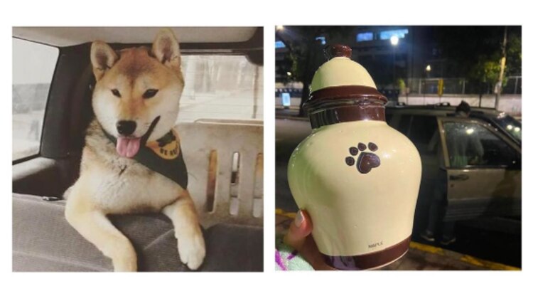 Maple fue a un campamento y lo regresaron en una urna