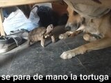 Esta es posiblemente la tortuga más valiente que verás, ¿Qué opinas de su pelea con el perro?
