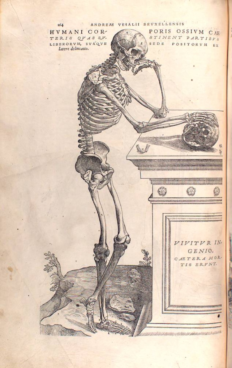 Esqueleto dibujado por el médico Andrés Vesalio.