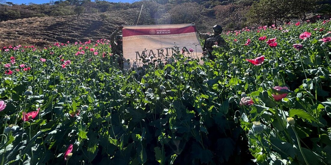 La cantidad total de opio erradicado corresponde en total a 9 mil 875 kilogramos