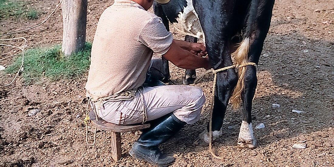 Productores de leche en México.