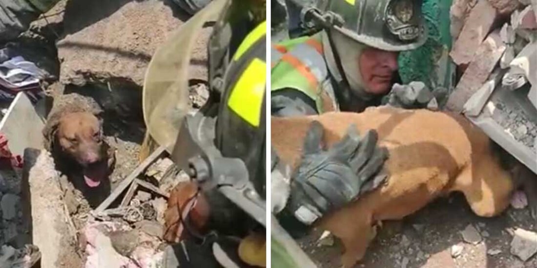 Bomberos rescatan a 2 perros tras explosión en una vivienda de Iztapalapa