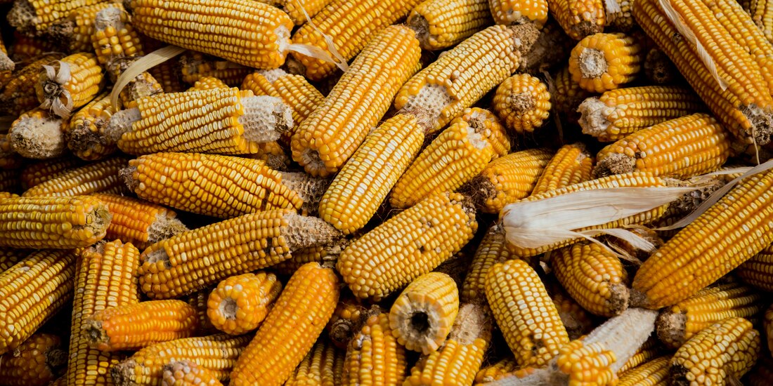 Procucción de maíz