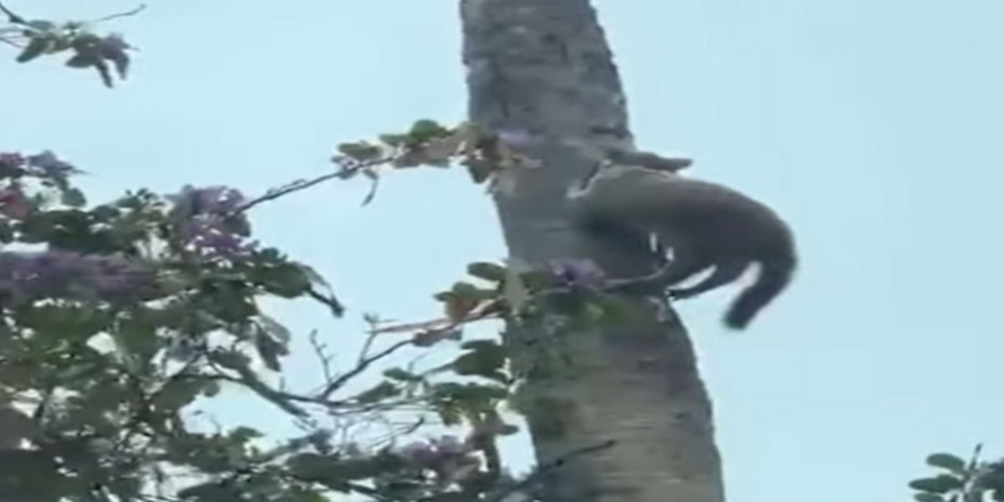 “Metan a sus mascotas que ya quedó congelado el gato”, escribió el usuario que compartió el video.